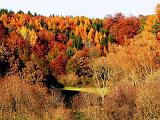 Landschaft3 Herbst im Mischwald
